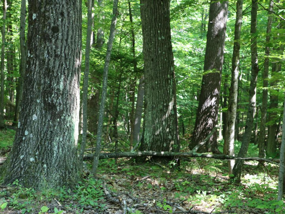 (15) IMG_4391_Red Oak