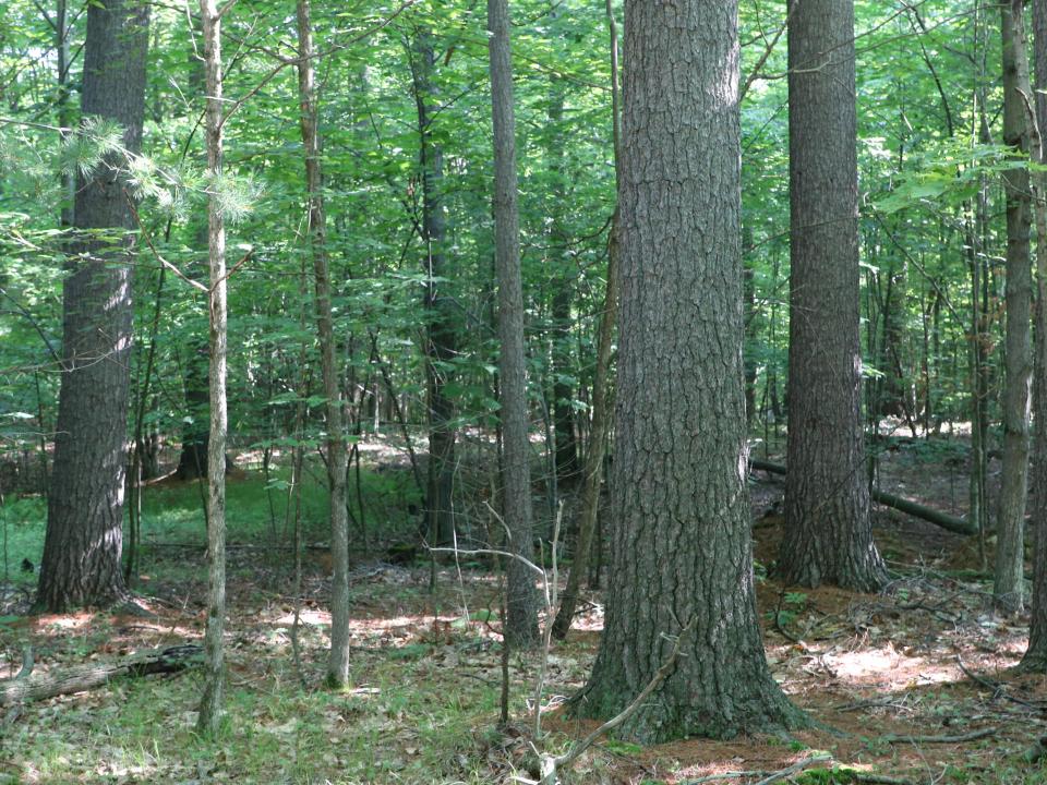 (16) White Pine