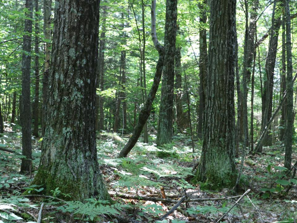 (17) Red Oak
