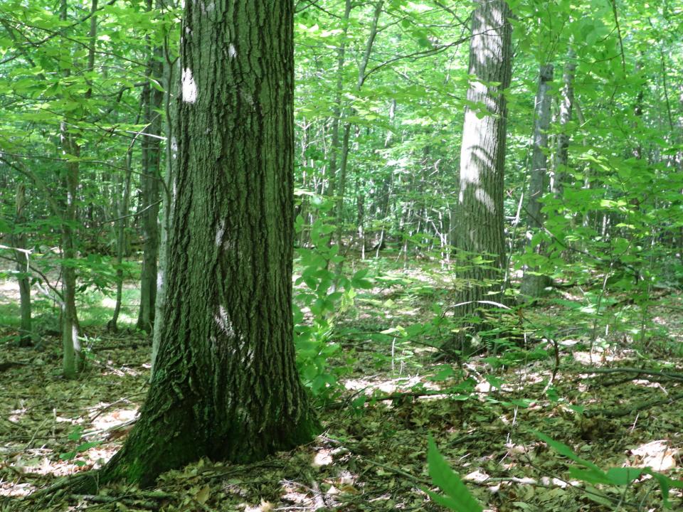 (18) Sugar Maple