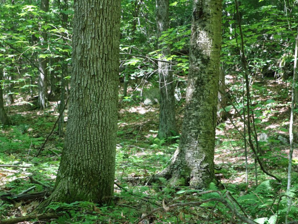 (19) White Ash & Yellow Birch