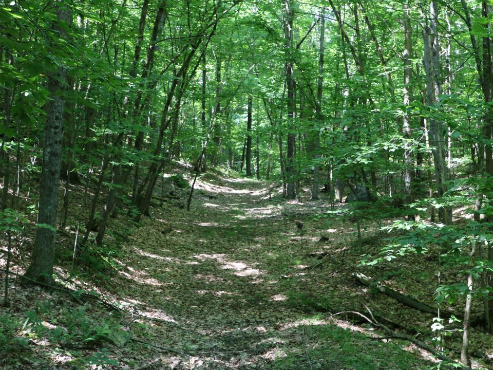 (21) Interior Trail West of Drake Mtn