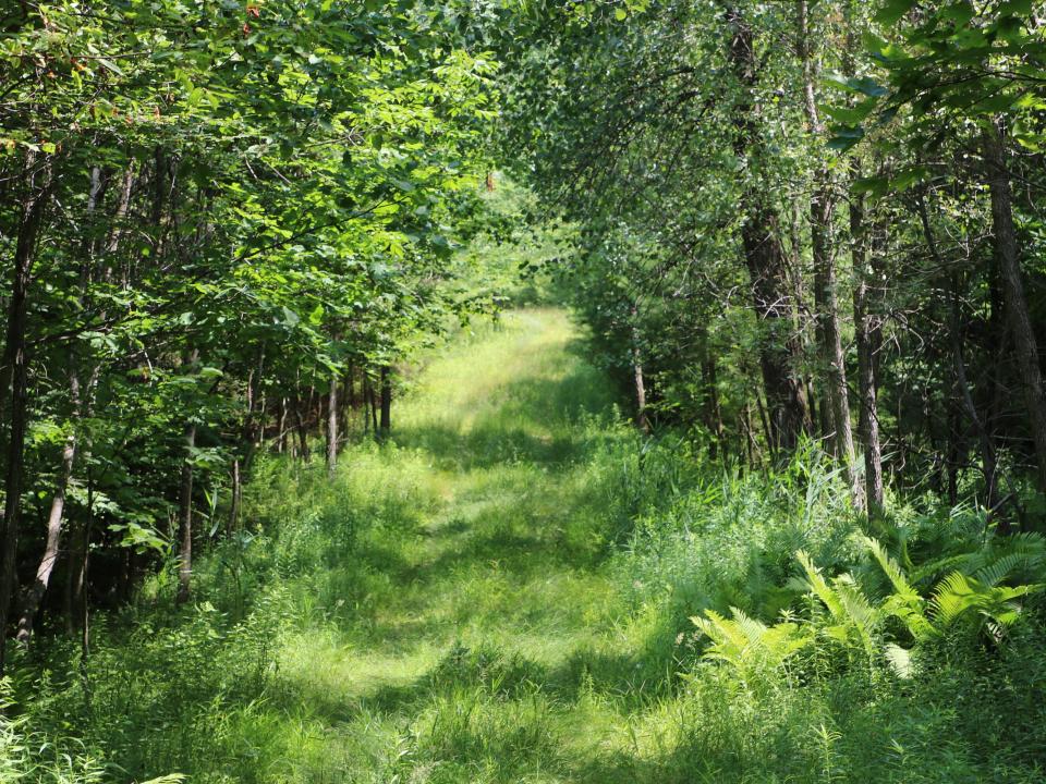 (22) Interior Grassy Trail East of Drake