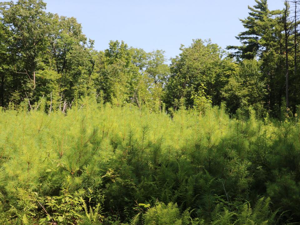 (23) White Pine Regeneration