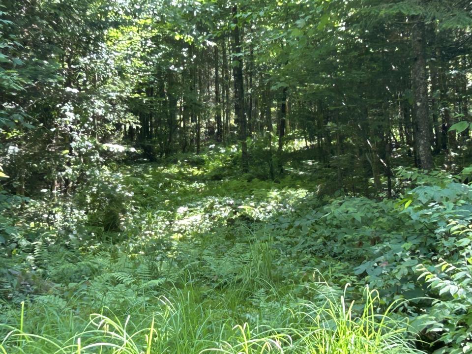Landry - Bellmont - Camp woods