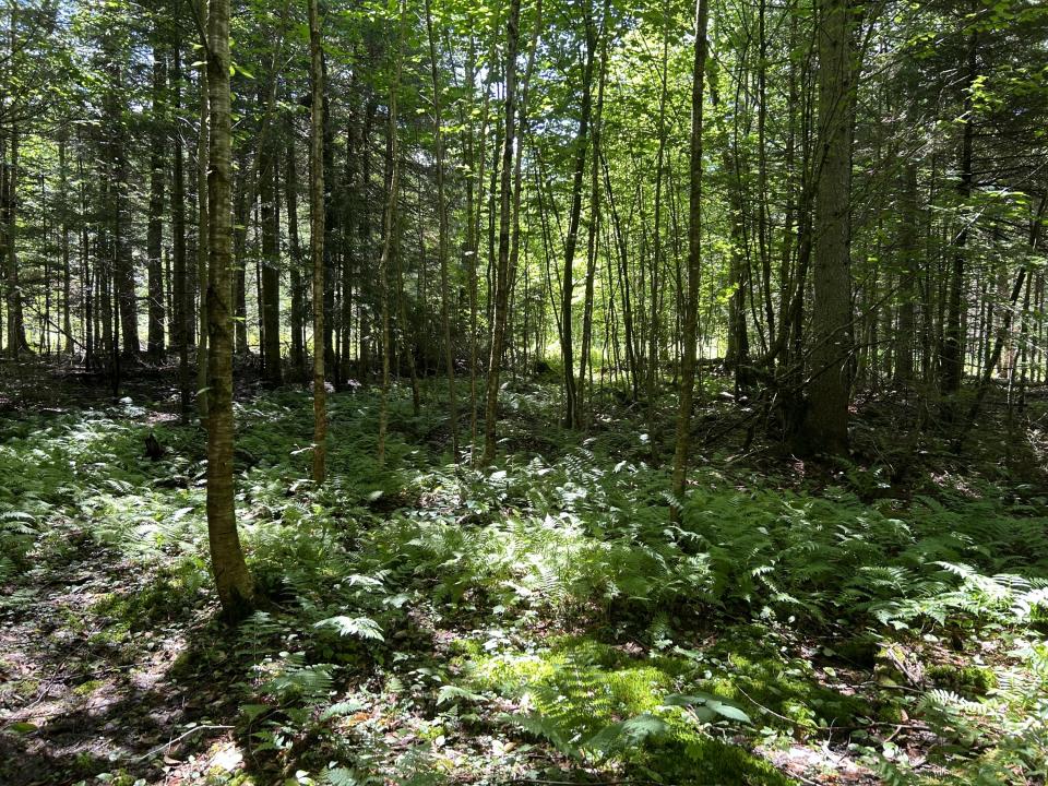 Landry - Bellmont - Camp woods2