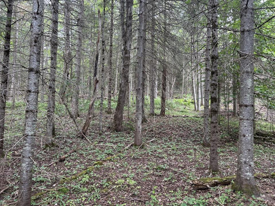 IMG-3540 IMG-3540