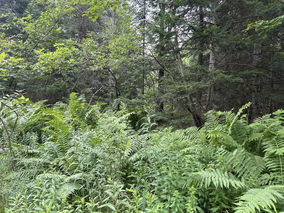 IMG-3541