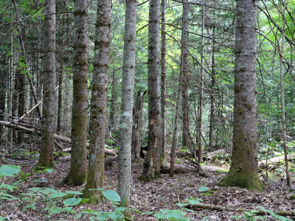 IMG_4474_Keegan Spruce-Fir