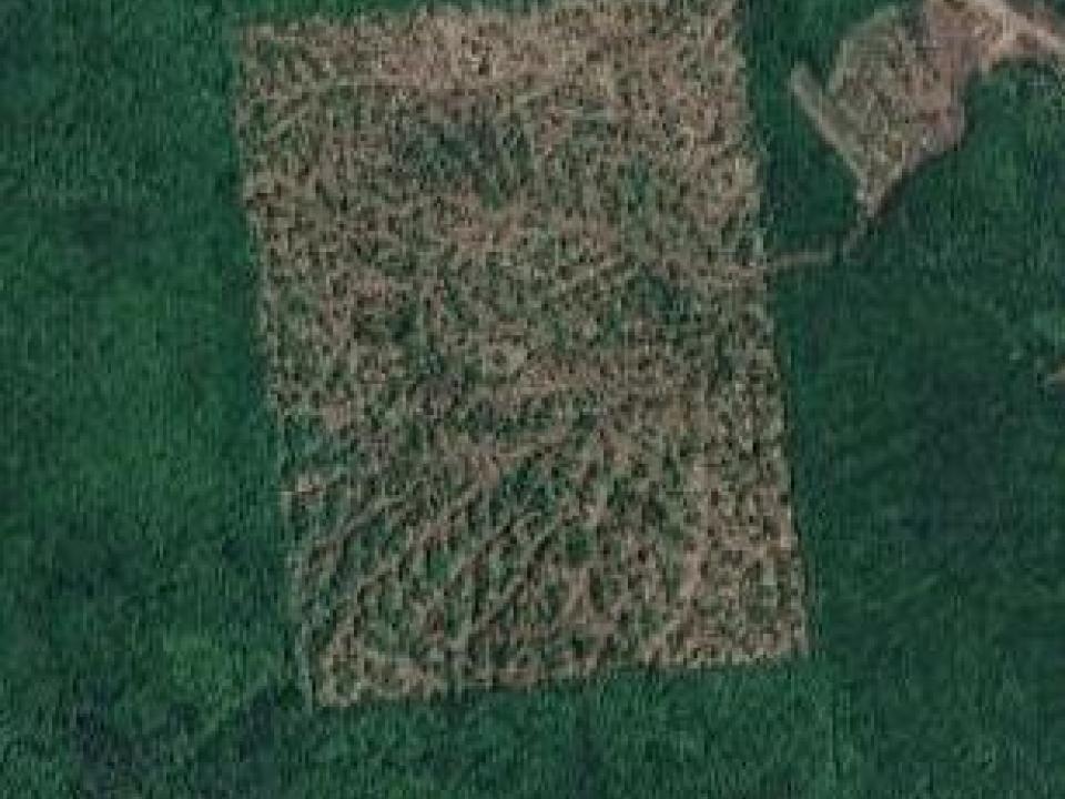 Sharrett Land 87 acres