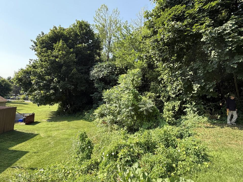 Back Yard