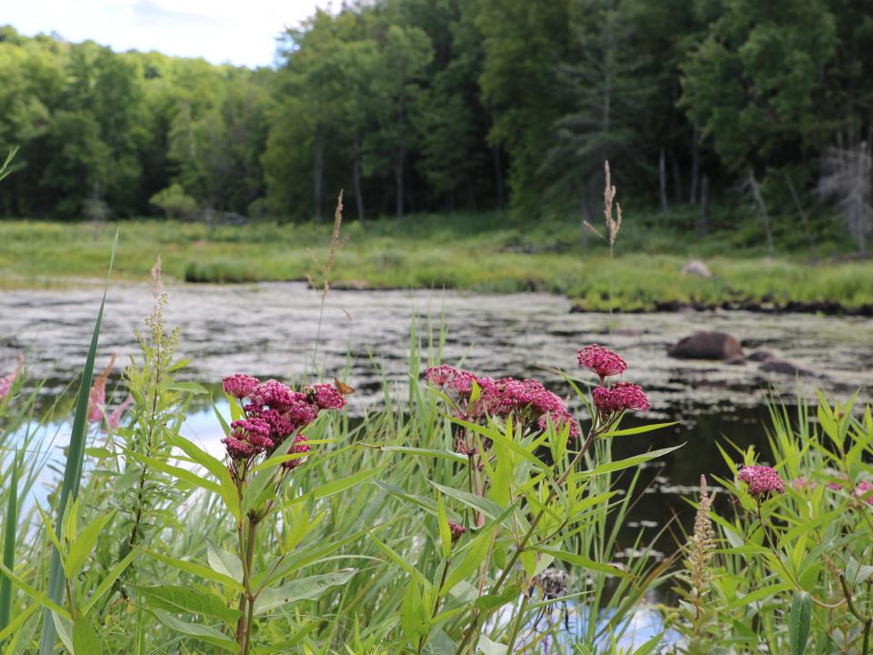 Warm Brook Wetland_IMG_4641