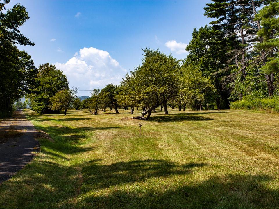 Apple Orchard