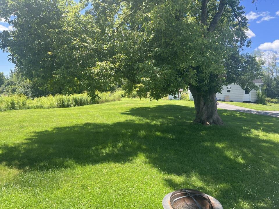 back yard