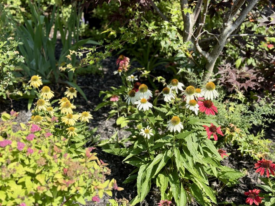 Perennials