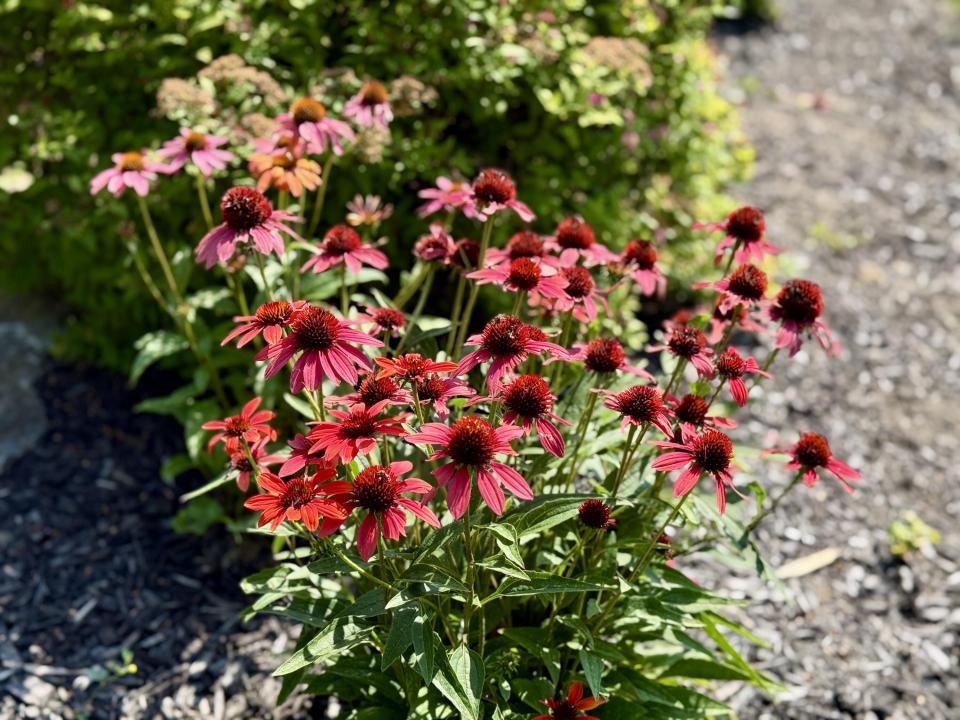 Perennials