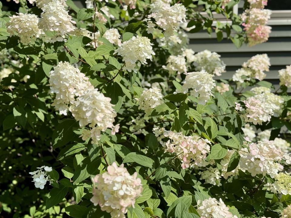 Perennials