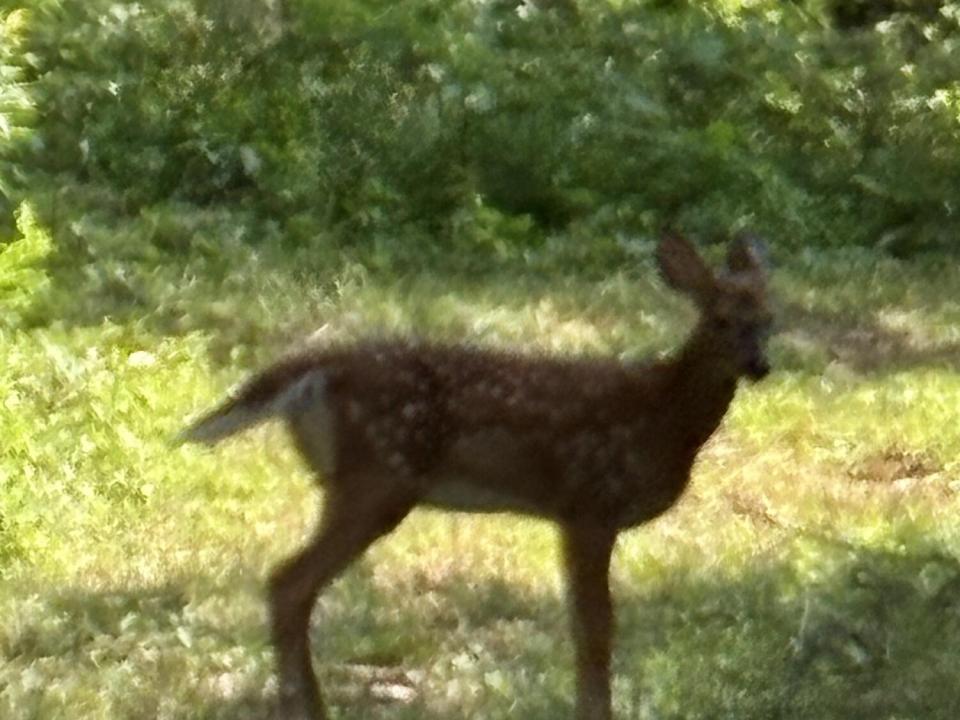 IMG_1989