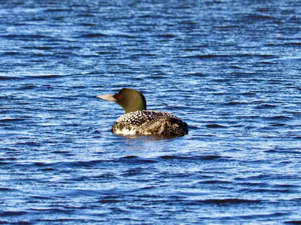 Loon
