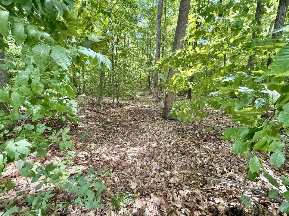 Woods