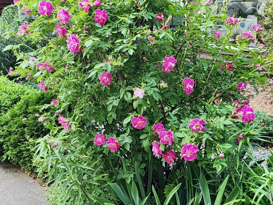 Gardens
