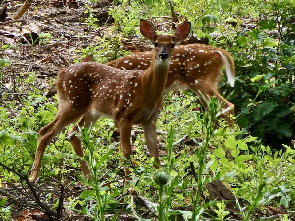 Deer