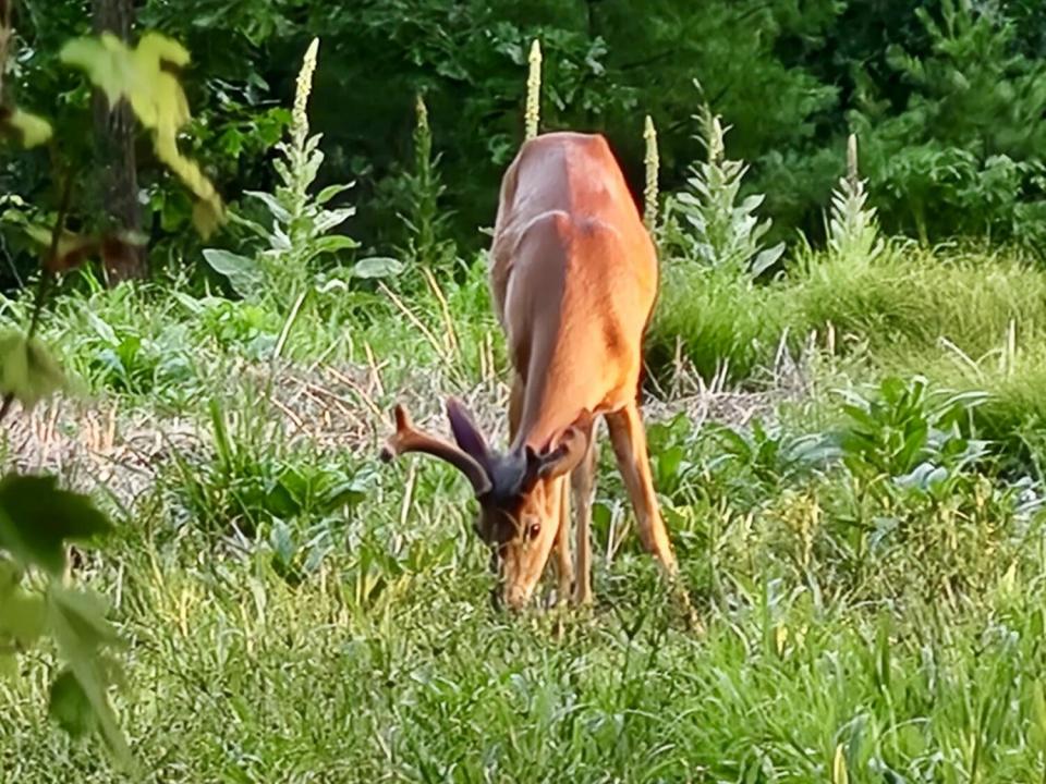 Deer