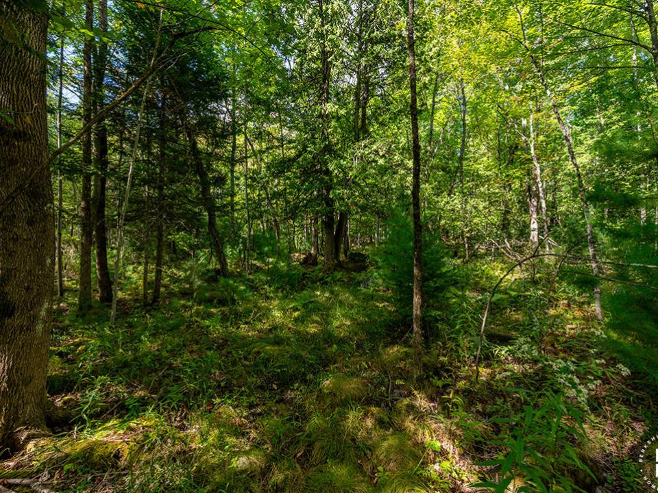 WilmingtonHomeOnHardy_Trail_Moss