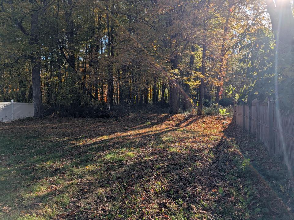 Backyard view