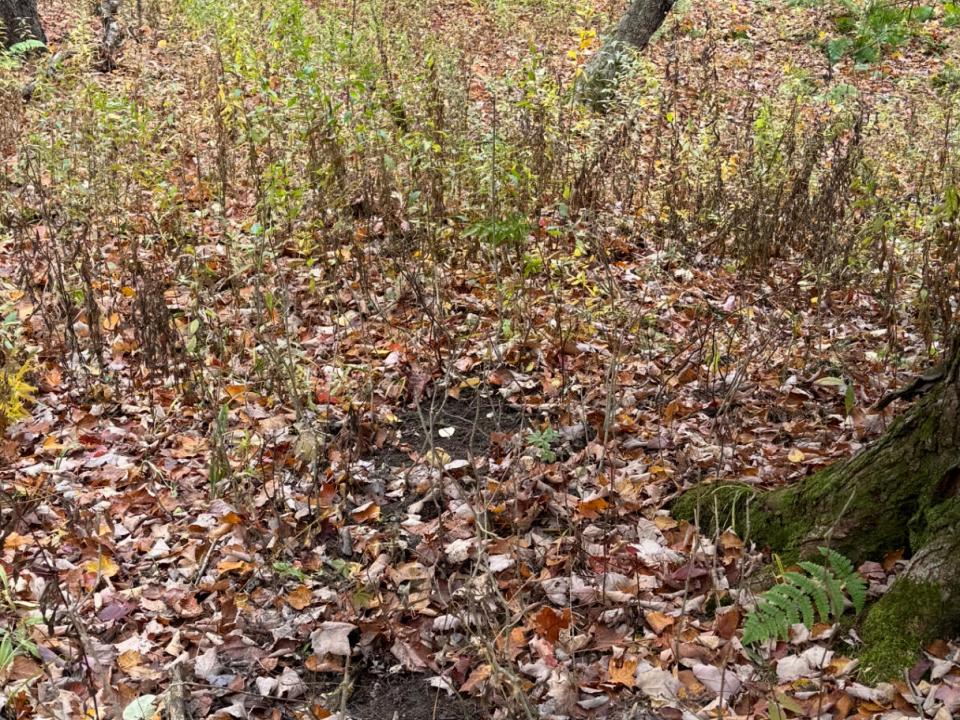 321C463C-02B4-4FC2-BB0C-F898779F74FF