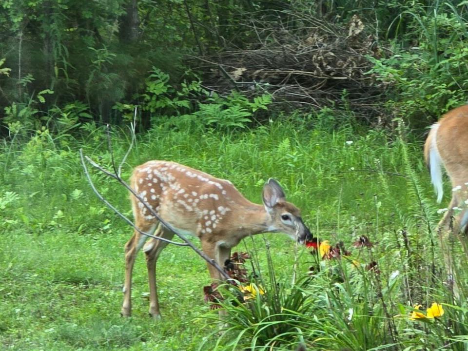 attachment1748370623798