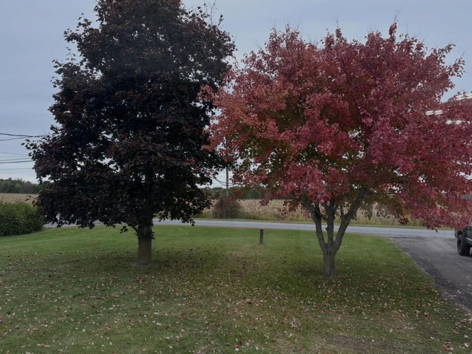 Front Yard