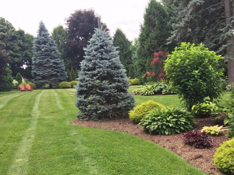 Backyard Garden