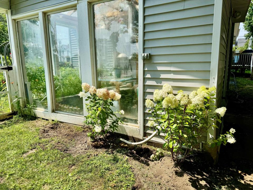 Greenhse Bloom