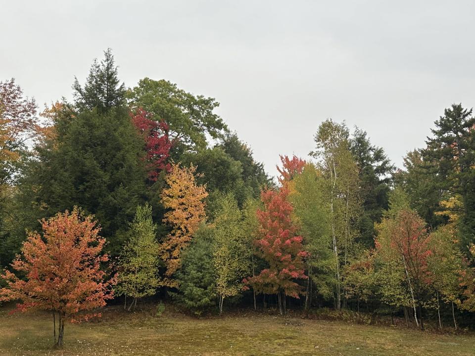 Fall View