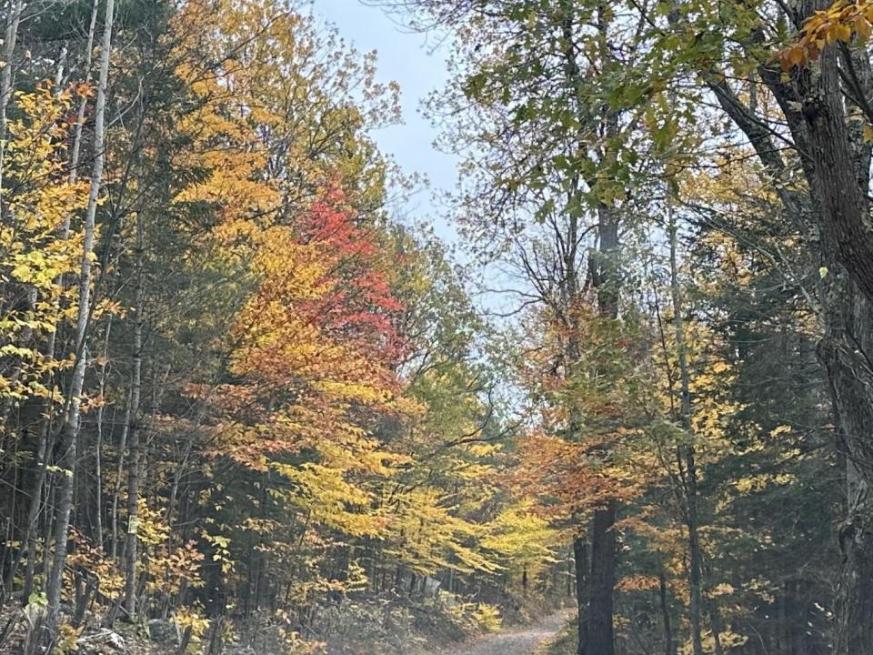 Driveway Fall