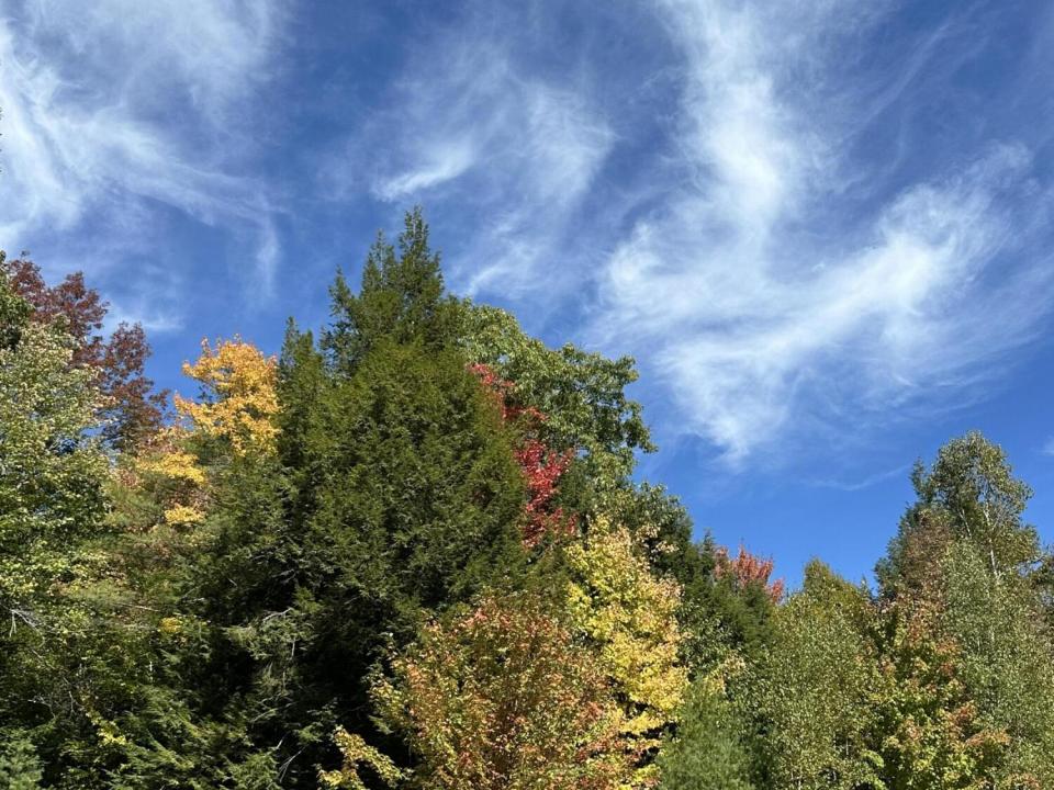 Fall View