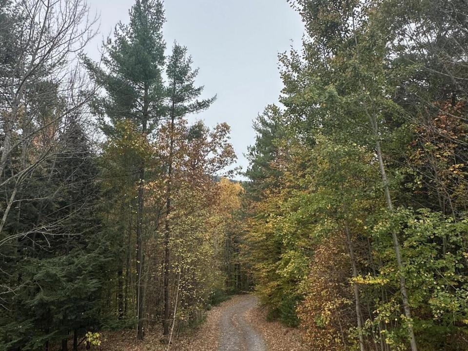 Driveway Fall