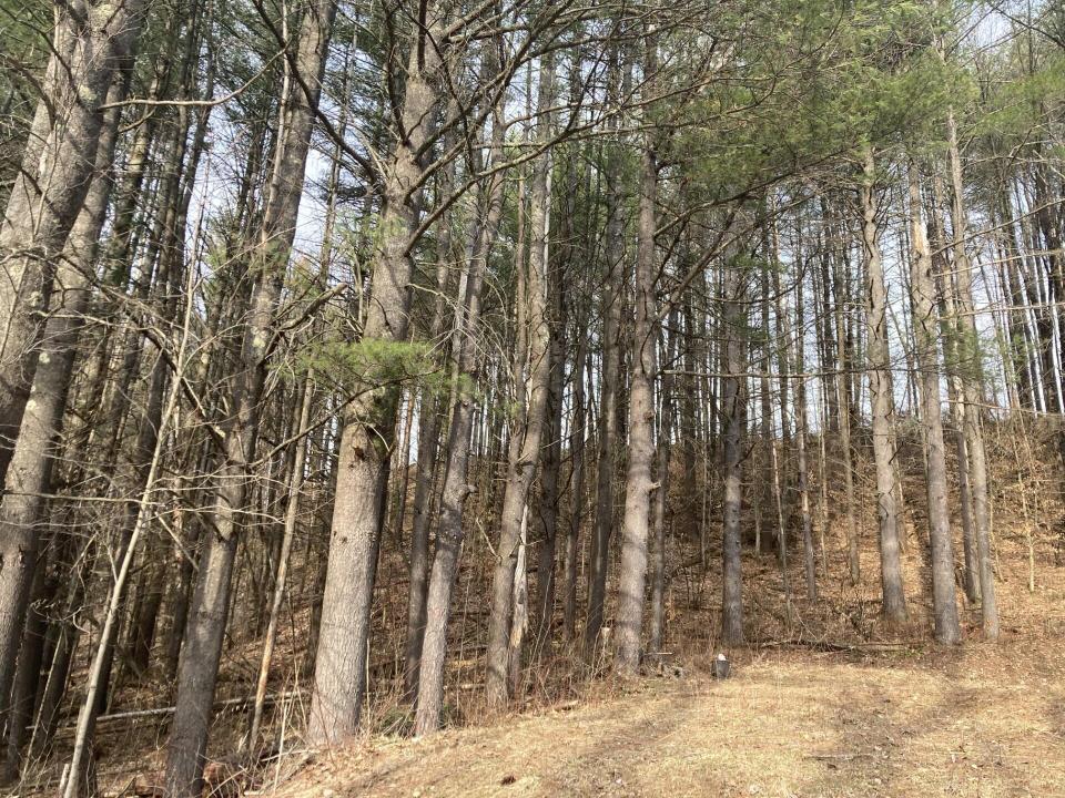 Trees