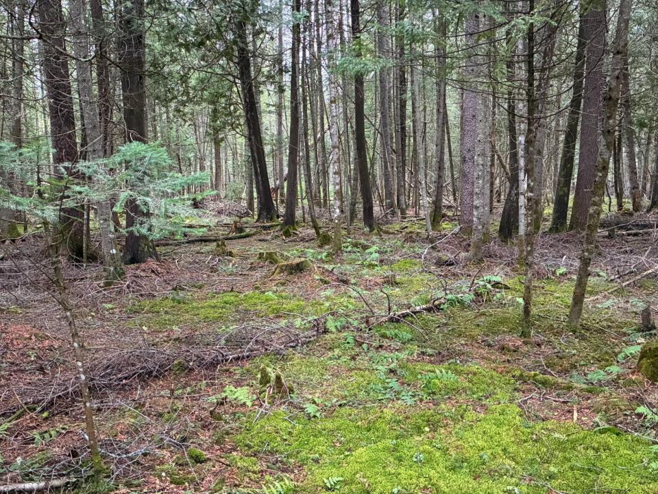 Standish Road 86 Acres