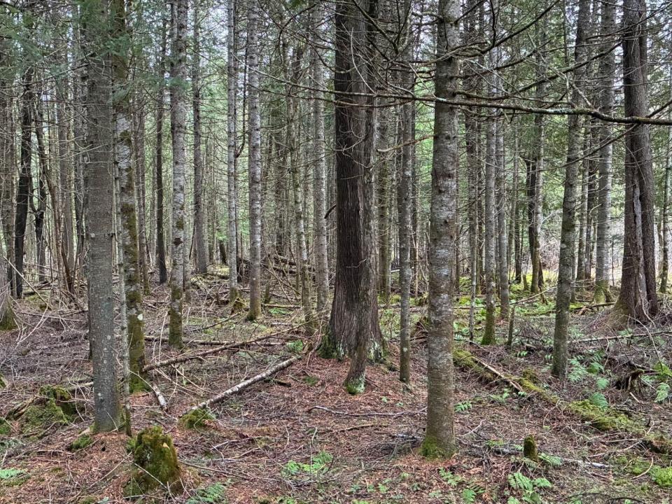 Standish Road 86 Acres