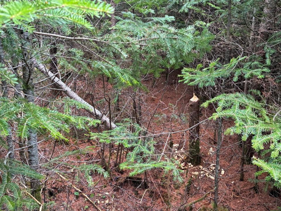 Standish Road 86 Acres