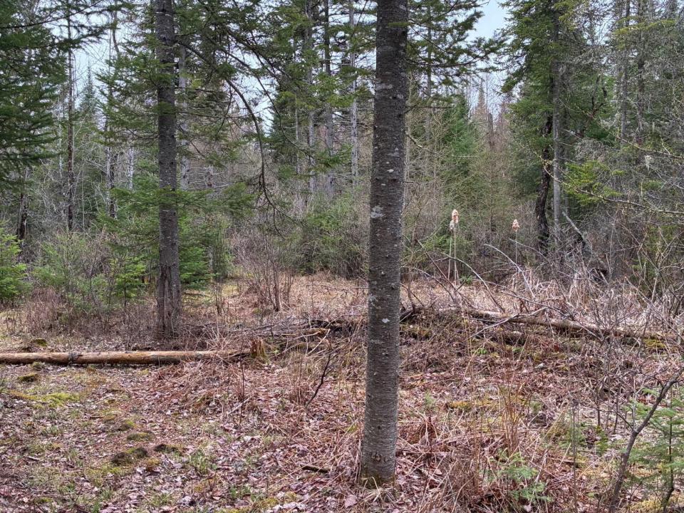 Standish Road 86 Acres