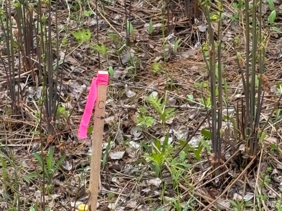 LotCInBurke_Marker_Close