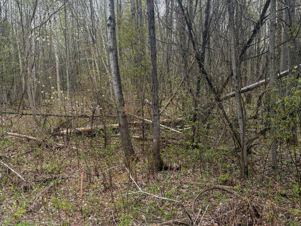 LotCInBurke_Trees_Markers