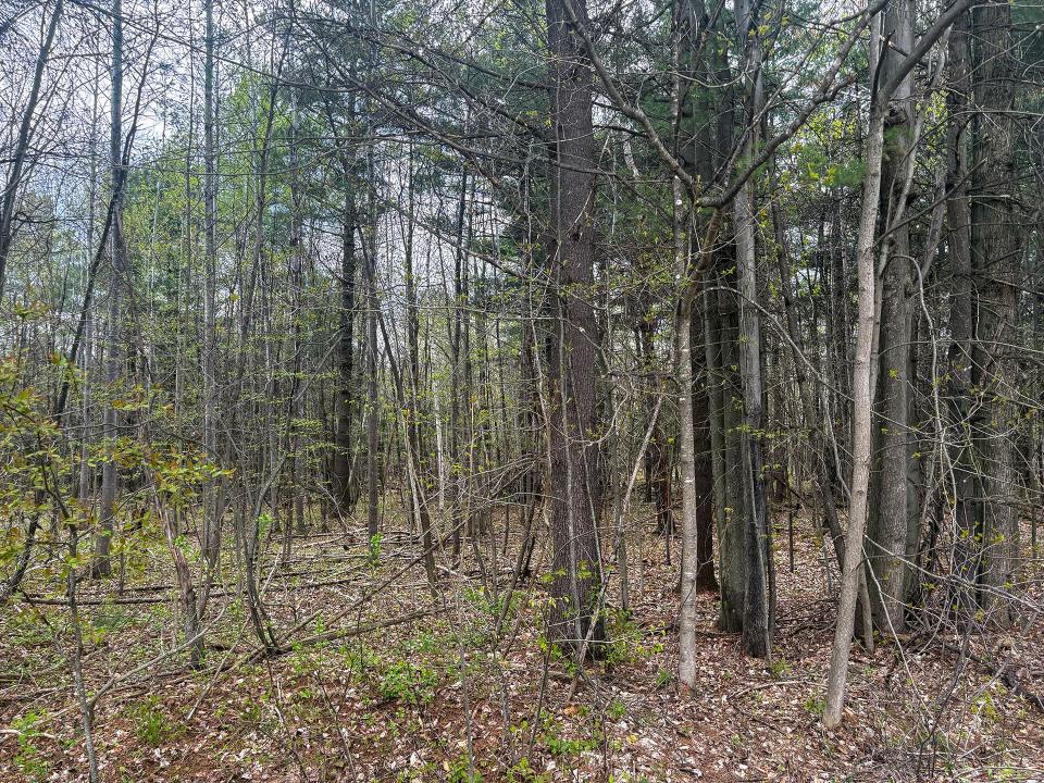 LotCInBurke_Trees