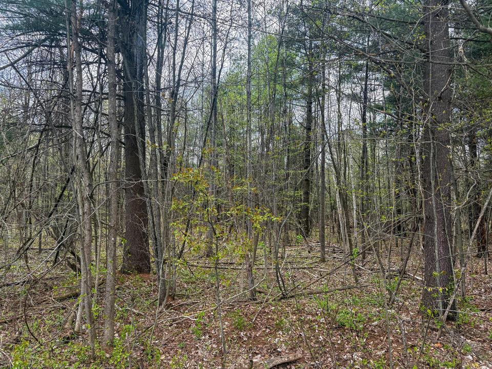 LotCInBurke_Trees2