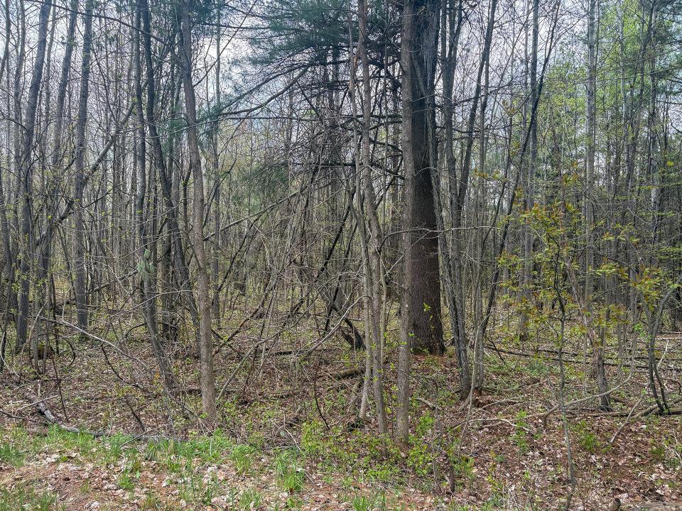 LotCInBurke_Trees3
