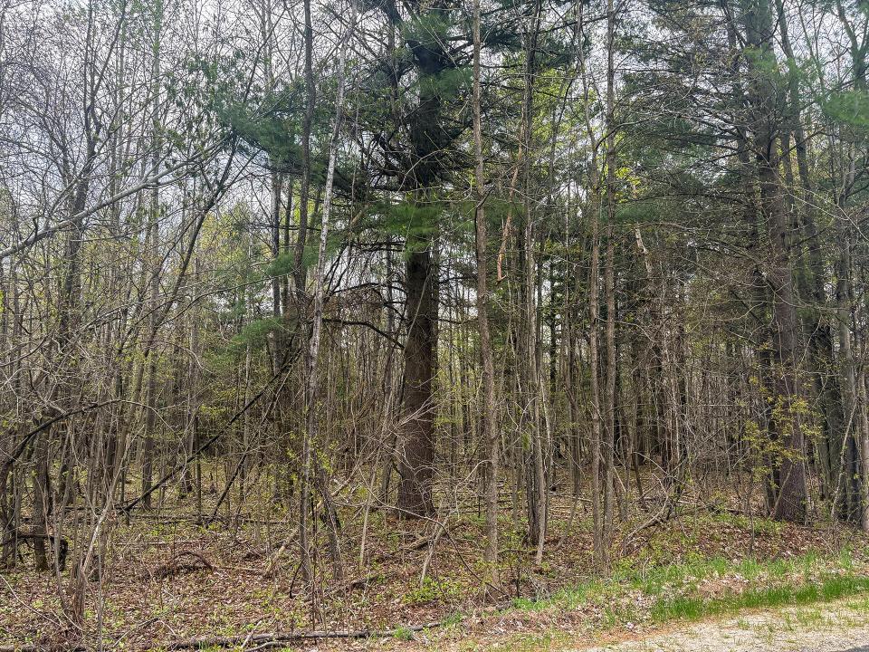 LotCInBurke_Trees5