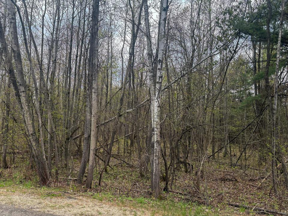 LotCInBurke_Trees6